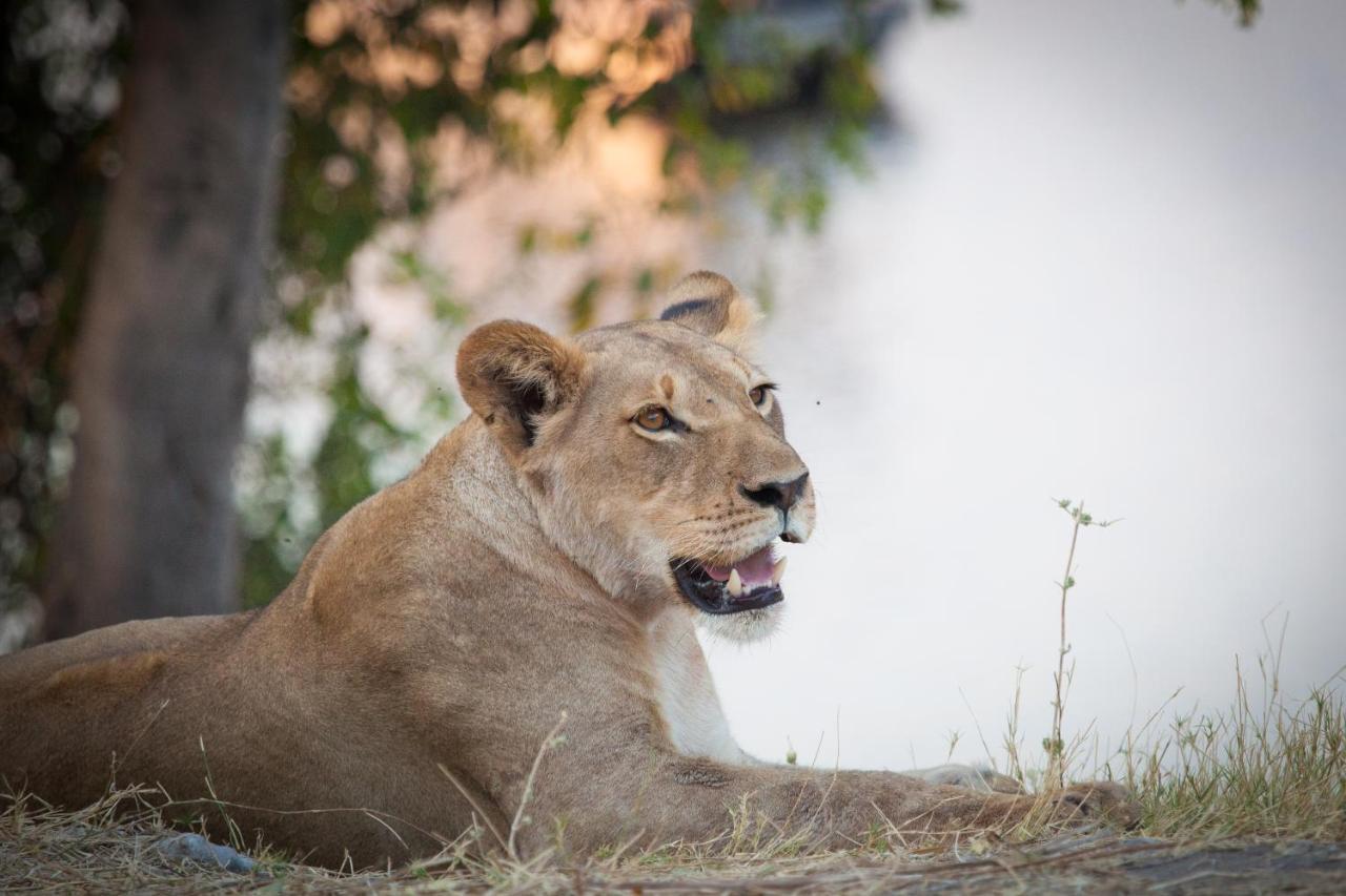 Boteti Tented Safari Lodge Maun Exterior photo