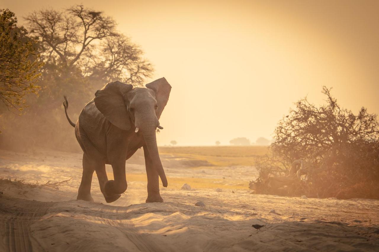 Boteti Tented Safari Lodge Maun Exterior photo